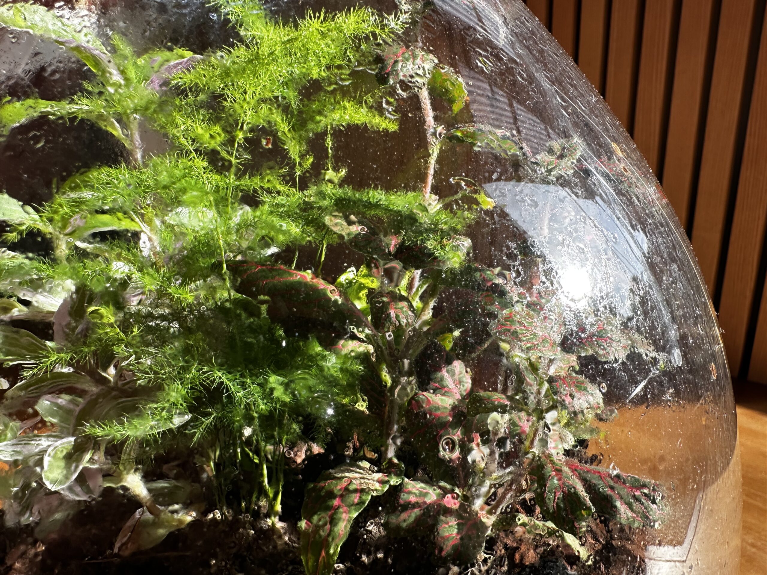 Genspejling på flaske